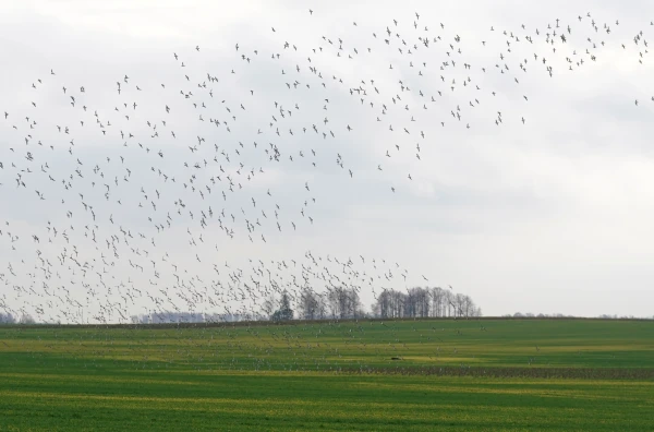 On Thursday, the air temperature will rise to +13 degrees in some places