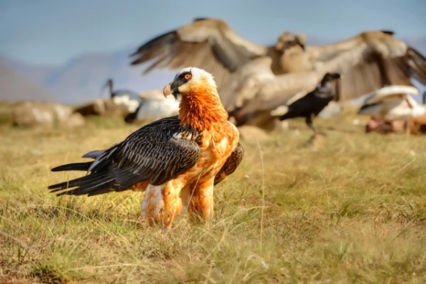 Why the Bearded Vulture Loves Iron