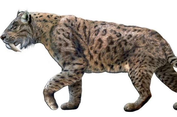 Saber-toothed cats showed care for their sick relatives