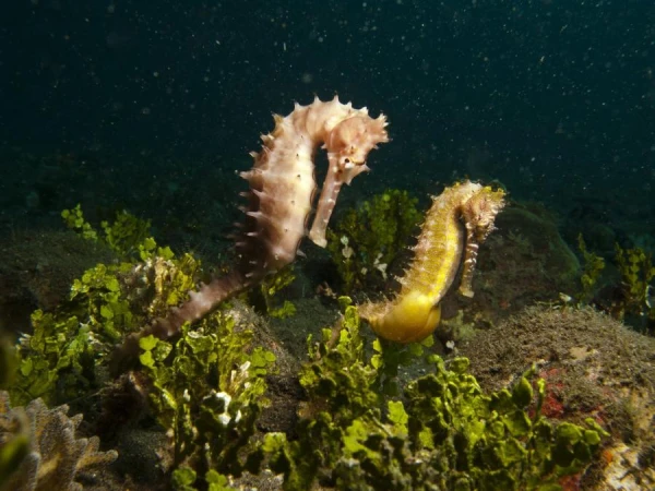 Why Seahorses Swim Poorly but Hunt Successfully