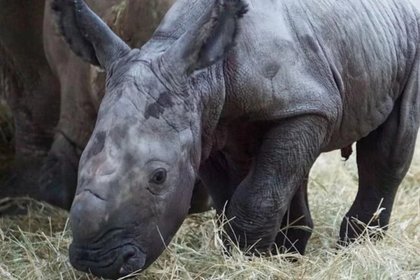 A White Rhino Has Arrived at the Disney Park