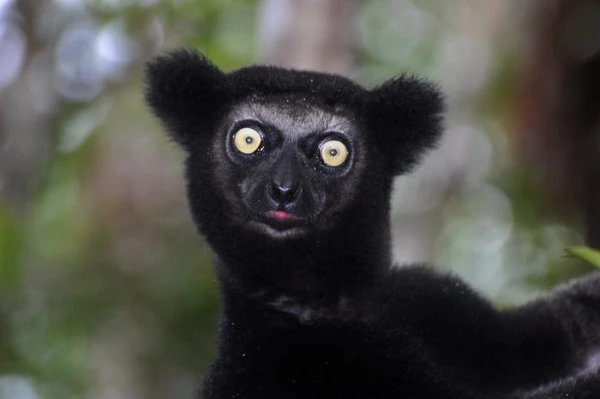 Lemurs Have Discovered a Sense of Rhythm