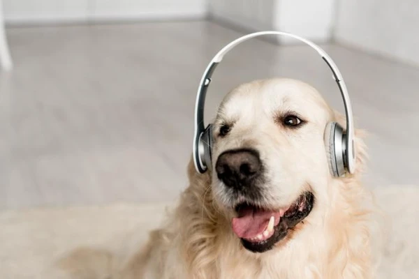 Dogs Perceive Words Like Little Children