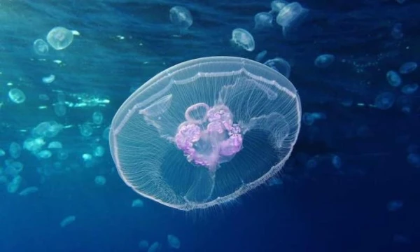 Can You Eat Jellyfish?