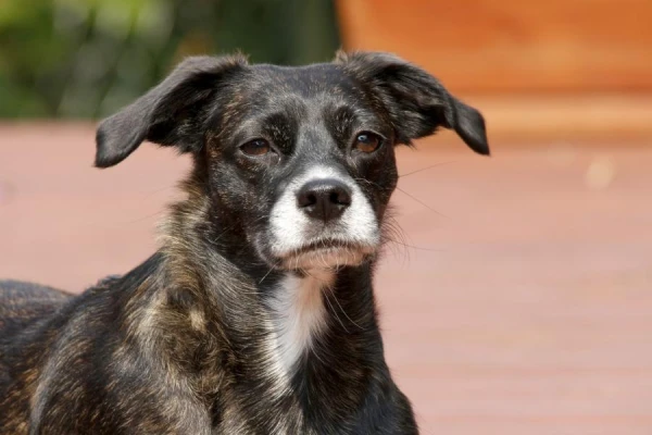 Is your dog named Pokusala? - Plans to change dog assessment criteria