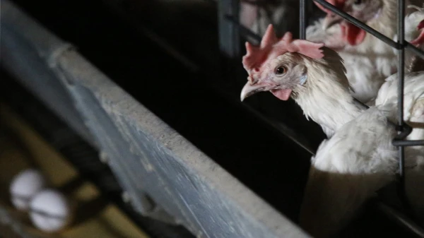 Проблема пока затрагивает лишь частников.