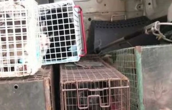 A flat with 23 cats was broken into in Sarkandaugava. The inspector felt unwell