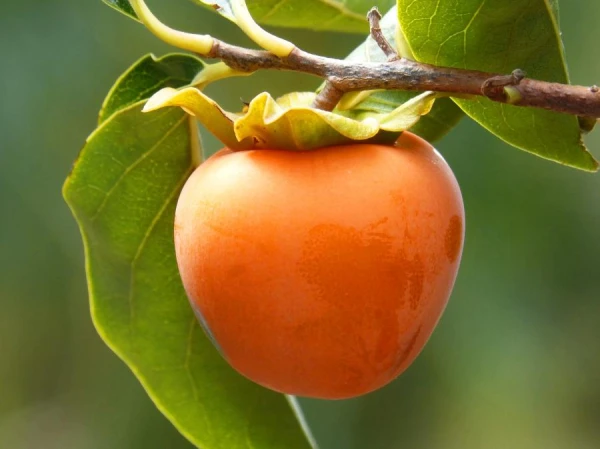 Why is it dangerous to consume unripe persimmons?