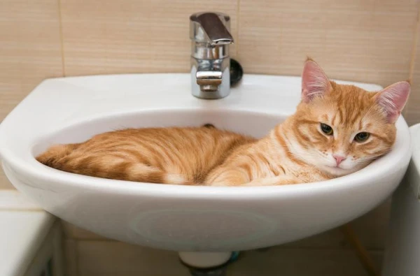 Researchers Identify Causes of Thirst in Cats