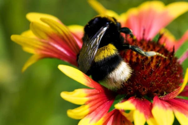 Bumblebees Become Optimists After Sweetness