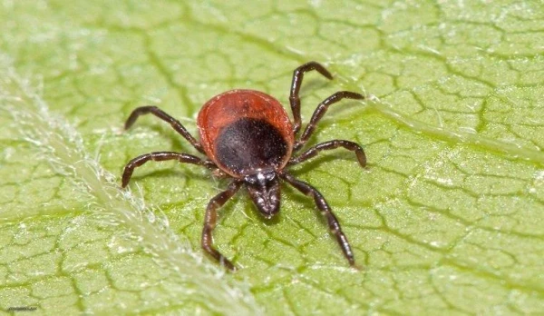 Can ticks bite through nylon tights?