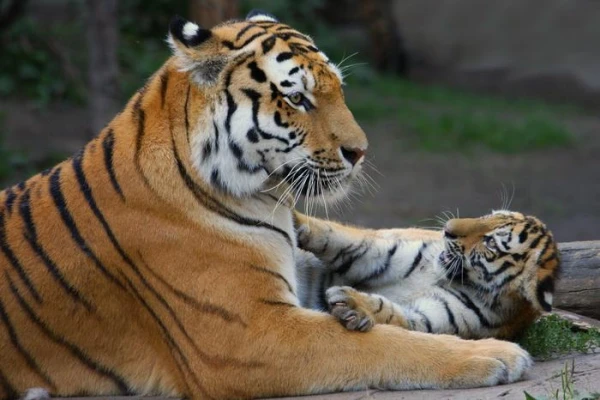 How Tigresses Allocate Time Between Hunting and Caring for Offspring
