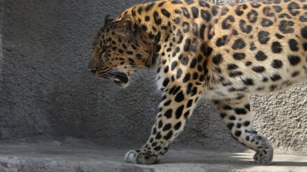Why Leopards and Leopardesses Choose Different Times for Hunting