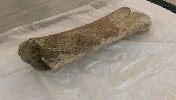 Amazing Discovery: Mammoths Once Roamed in Aizpute