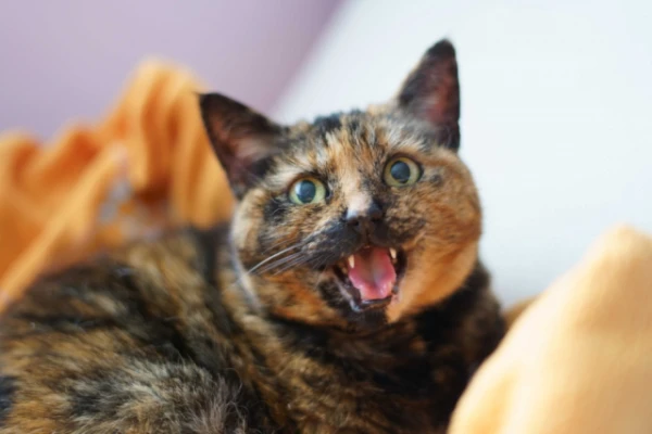 What Do Cats Associate Human Speech With?