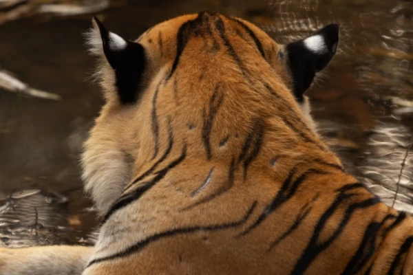 Why do tigers have white spots on their ears?