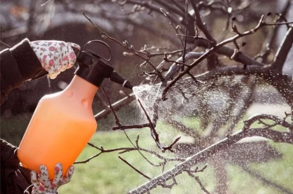 When to Treat Apple Trees for Scab