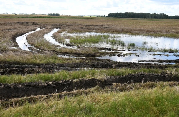 The Grain Has Rot, There Is No Honey: Latvian Farmers Assess Losses After Record Rainy Summer