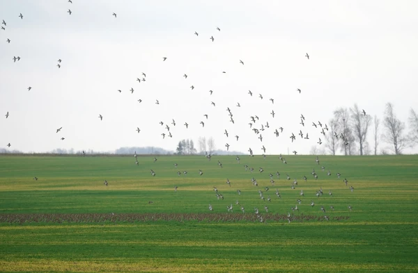 The beginning of November in Latvia was four degrees warmer than normal