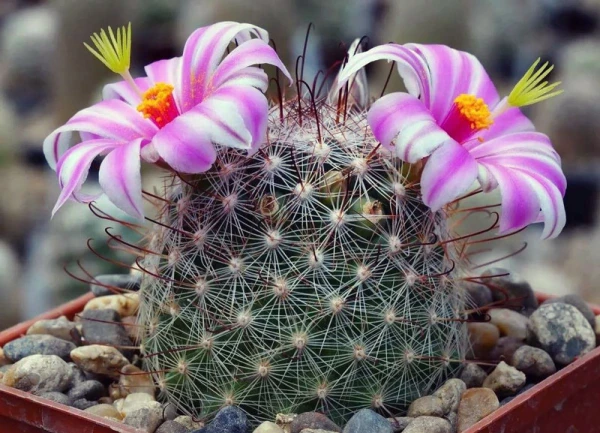 Five Cacti That Will Definitely Bloom: Rules for Choosing and Caring