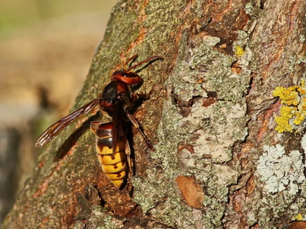 Asian hornets killed father and son during zipline ride