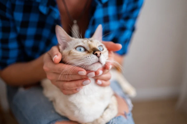 What Should Cat Owners Avoid? 4 Tips from Experts
