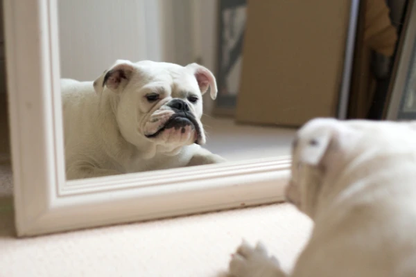 Why Does a Dog Bark at Its Reflection in the Mirror and What to Do in Such a Case?