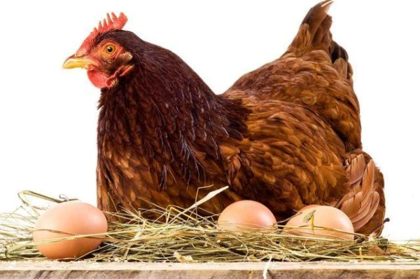 Spiridon and Nikodim: What to Do on November 13 to Avoid Trouble at Home