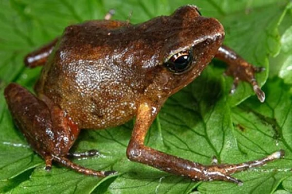 A New Species of Frogs That Produce Three Different Sounds Discovered in the Mountains of Africa: What Do They Do This For?