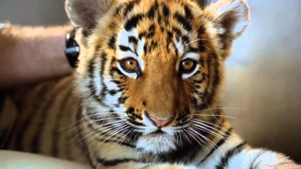 Scientists have discovered how spots appear on animal skins