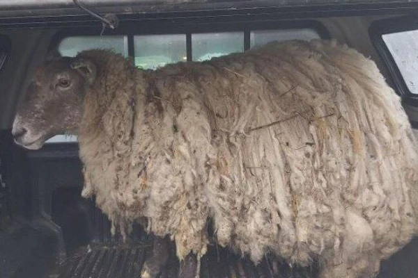 Fiona — the loneliest sheep in the UK, rescued from captivity