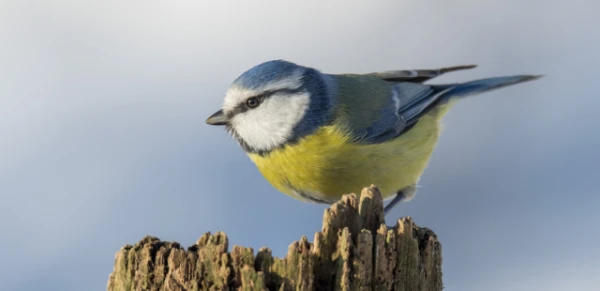 Why November 12 is a Day for Feeding Tits — An Ancient Custom Worth Remembering