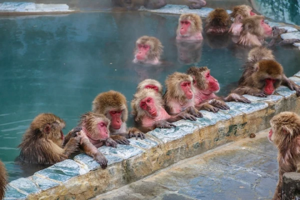 Scientists Have Discovered Why Monkeys Enjoy Spas