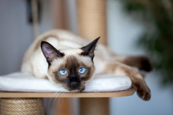 Five Long-Lived Cat Breeds Named