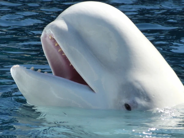 40 years ago, music helped save thousands of whales: how it happened