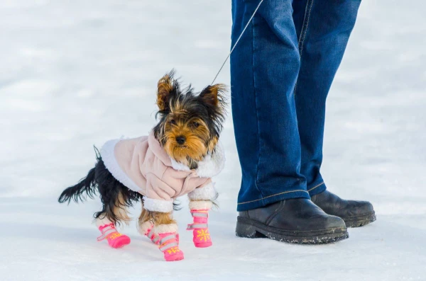 How to Choose Winter Gear for Small Dogs