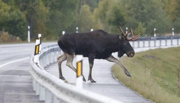 Why Do Moose Seek to Lick Salt?