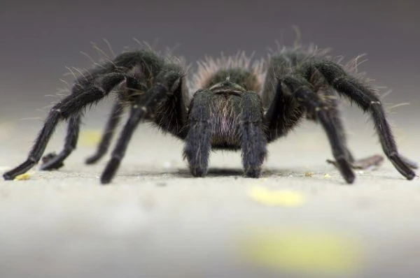 Why do beetles have six legs, while spiders have eight?