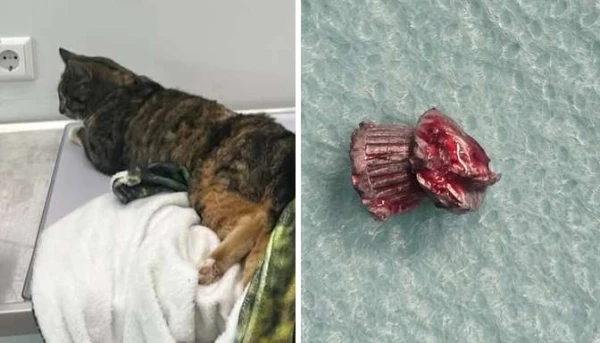 In Saldus, a cat returned home dragging its hind legs. It turned out that it had been shot.