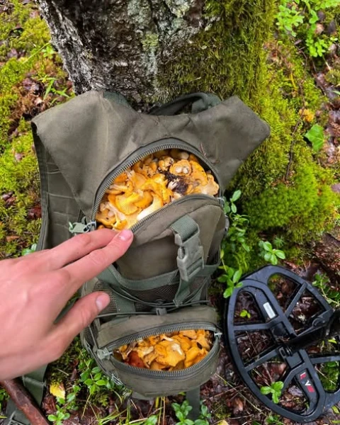 The mushroom season continues in Latvia. Mycologist explains why it has lasted so long this year