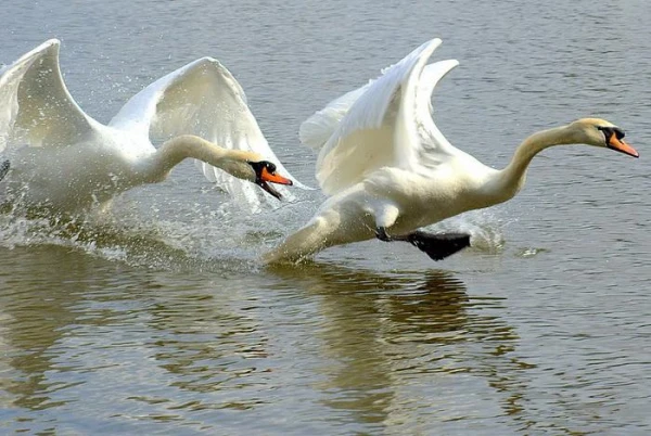 Swans Show Aggression Towards Each Other - Study