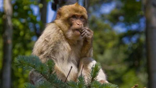 Where Do Monkeys Live in Europe?