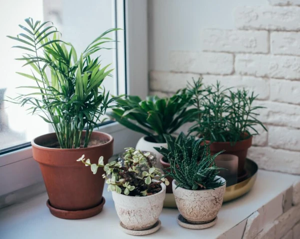 How to Feed Houseplants in Winter: Creating Fertilizers from Waste