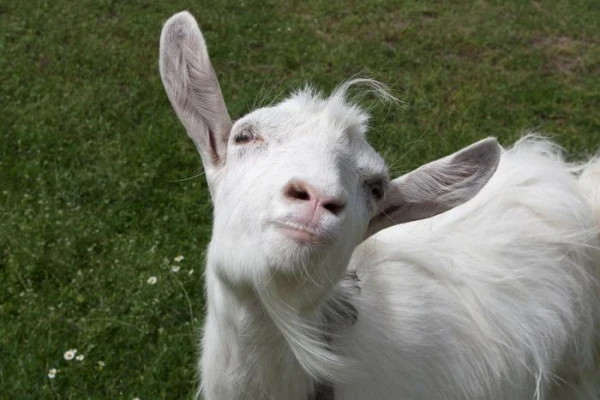 Goats Prefer Interaction with Happy People