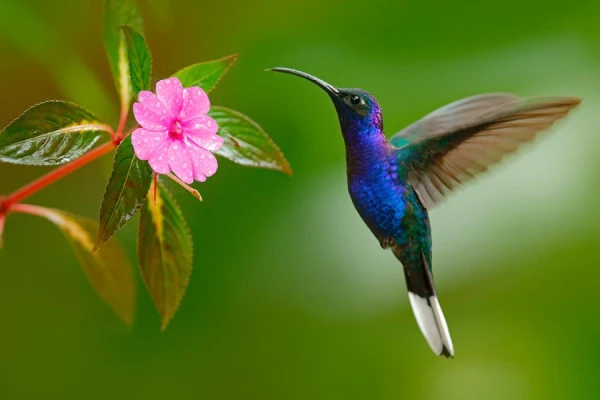 Why Hummingbirds Prefer Sweet Products