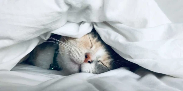 Daytime Napping is Beneficial for the Heart - Study