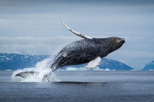 Whales Migrate for Molting - Study