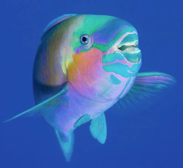 How Hungry Fish Can Change Their Sex