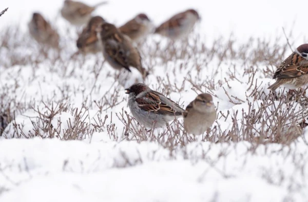 The night will bring snow, and Monday will bring damp and slippery weather across Latvia