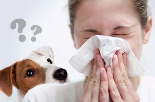 Which animals do not cause allergies?